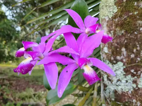 Cattleya Violacea